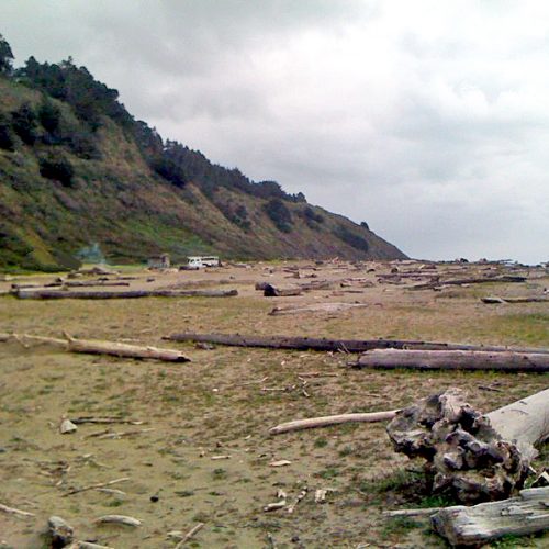 A wide view of a beach with pieces of driftwood laying on the sand. Here a log will be chosen to become the doorway of the plant covered structure