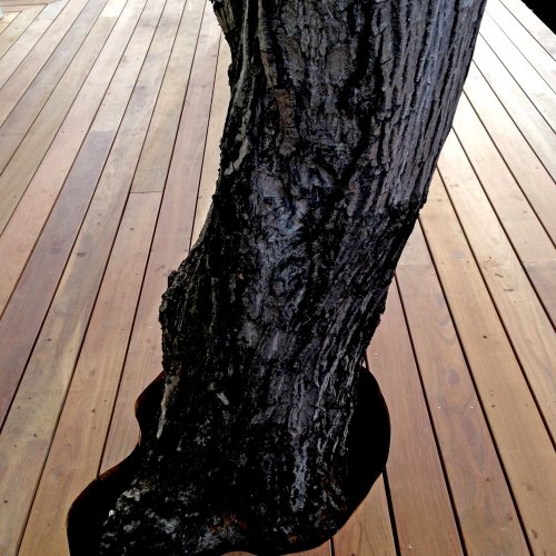 Large tree coming up through slated wood deck cut to the shape of the trunk with room to grow